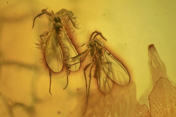 Three Detailed Fossil Fungus Gnats (Sciaridae) In Baltic Amber #234558